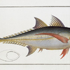 Scomber Rottleri, Rottler's Mackrel.