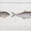 1. Scomber aculeatus, The Cross-spine; 2. Scomber Calcar, The Spur-back.