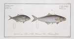 1. Scomber aculeatus, The Cross-spine; 2. Scomber Calcar, The Spur-back.