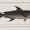 Scomber niger, The Negro-Mackrel.