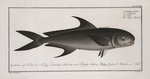 Scomber niger, The Negro-Mackrel.