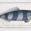 Scomber Ductor, The Pilote-Fish.