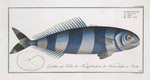 Scomber Ductor, The Pilote-Fish.