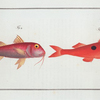 1. Mullus maculatus, The maculated Surmulet; 2. Mullus barbatus, The smaller Red-Beard.