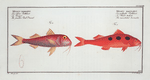 1. Mullus maculatus, The maculated Surmulet; 2. Mullus barbatus, The smaller Red-Beard.