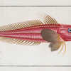 Trigla cataphracta, The Rochet.
