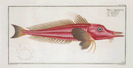 Trigla cataphracta, The Rochet.