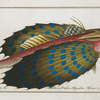Trigla volitans, The Flying-Fish.