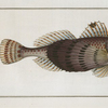 Trigla Carolina, The smaller Flying-Fish.