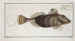 Trigla Carolina, The smaller Flying-Fish.