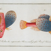 Trigla punctata, The punctulated Trigla.