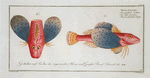 Trigla punctata, The punctulated Trigla.