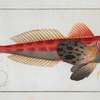Trigla lineata, The Streaked Gurnard.