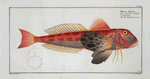 Trigla lineata, The Streaked Gurnard.