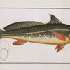 Johnius Carutta, The Karutt.