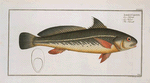 Johnius Carutta, The Karutt.