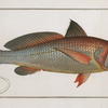 Johnius Aneus, The Aney.
