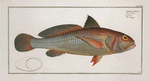 Johnius Aneus, The Aney.