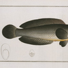 Ophicephalus punctatus, The punctulated Snake-head.