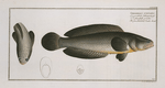 Ophicephalus punctatus, The punctulated Snake-head.