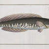 Ophicephalus striatus, The streaked Snake-head.
