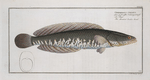 Ophicephalus striatus, The streaked Snake-head.