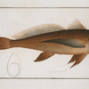 Lonchurus [Lonchiurus] barbatus, The bearded Lancet-tail.