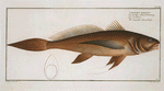 Lonchurus [Lonchiurus] barbatus, The bearded Lancet-tail.