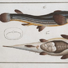Anableps tetrophthalmus, The Four-eye.