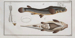 Anableps tetrophthalmus, The Four-eye.