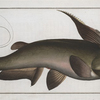 Silurus militaris, The horned Silure.
