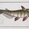 Siluris inermis, The unbarbed Silure.
