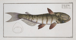 Siluris inermis, The unbarbed Silure.