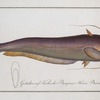 Silurus bimaculatus, The bimaculated Silure.