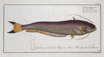Silurus bimaculatus, The bimaculated Silure.