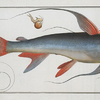 Silurus Bagre, The Saltwater Katfish.