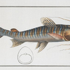 Silurus fasciatus, The streaked Silure.