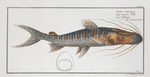 Silurus fasciatus, The streaked Silure.