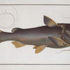 Silurus Herzbergii, The Silver-Silure.
