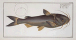 Silurus Herzbergii, The Silver-Silure.