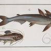 1. Silurus Nodosus, The knotty Silure; 2. Silurus Quadrimaculatus, The four spotted Silure.