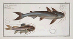 1. Silurus Nodosus, The knotty Silure; 2. Silurus Quadrimaculatus, The four spotted Silure.