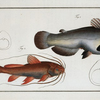 1. Silurus galeatus, The helmed Silure; 2. Silurus erythropterus, The red-finned Silure.