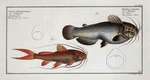 1. Silurus galeatus, The helmed Silure; 2. Silurus erythropterus, The red-finned Silure.