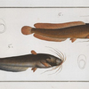 1. Silurus batrachus, The Toeli; 2. Silurus fossilis, The muddy Silure.