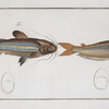 1. Silurus atherinoides, The Silver stripe; 2. Silurus vittatus, The striped Silure.