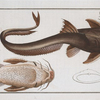 Platystacus cotylephorus, The Aspread.