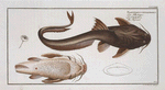 Platystacus cotylephorus, The Aspread.