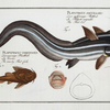 1. Platystacus angullaris, The Flat-Eel; 2.  Platystacus verrucosus, The warty Flat-fish.