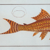 Loricaria plecostomus, The Guacari.